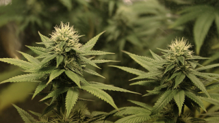 ФРГ ще легализира медицинската марихуана през 2017 г.