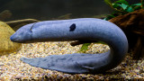 Матусал - на колко години е най-възрастната риба в света от вид двойнодишащи