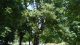  Нови шест вековни дървета са оповестени за предпазени 