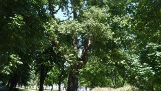 Нови шест вековни дървета са обявени за защитени