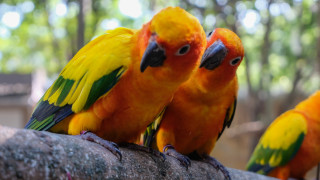 На столичния съвет на Мадрид му писна от папагали Или