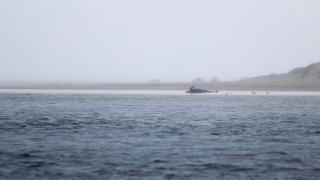 Около 100 пилотни кита и делфина са загинали при засядане