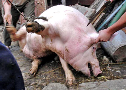 Египет започва унищожаване на всички свине 