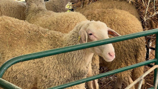 Трети ден животновъдите блокират Подбалканския път при Калофер в знак