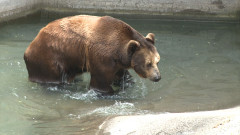 Софийският зоопарк няма да работи от 1 до 4 януари