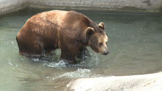 Столична община съобщи че достъпът на посетители до Зоологическа градина