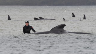 Най малко 380 кита са загинали при масово засядане на брега