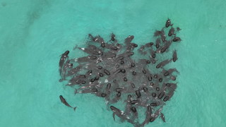 Доброволци работиха трескаво два дни за да спасят десетки косатки