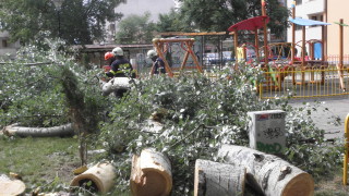 Граждани принудили служители да глобят строител заради изрязано без причина дърво