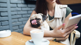Как да си осиновим куче, докато си пием кафето