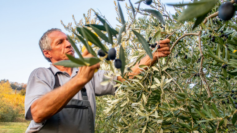 Гръцкото дребно земеделие загива - какви са причините