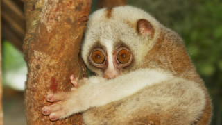 Светът е пълен с какви ли не чудеса И всеки