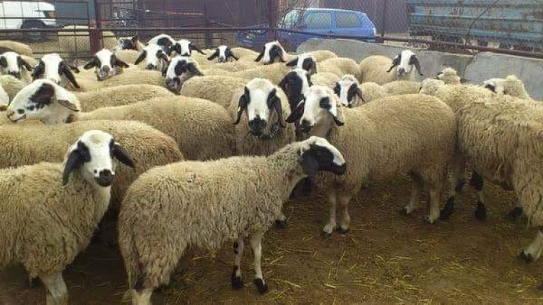 Нямало съмнения за чума по овцете в Благоевградско