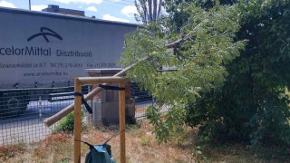 Столична община СО установи нерегламентирано изрязване на 12 новозасадени дървета