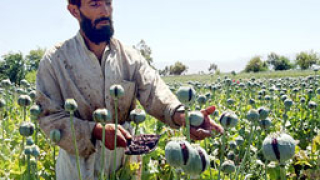 61% ръст на производството на опиум в Афганистан