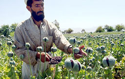 Опиумният мак в Афганистан достигна нов рекорд, САЩ безпомощни