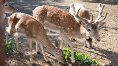 Зоопаркът в Стара Загора подсилва популацията на елени в естествената им среда