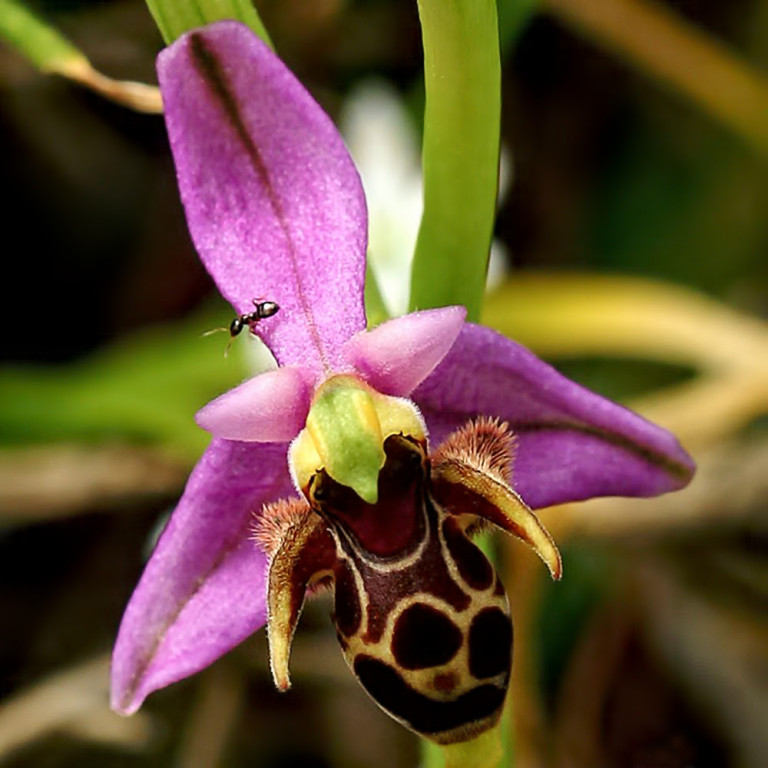 Ophrys scolopax