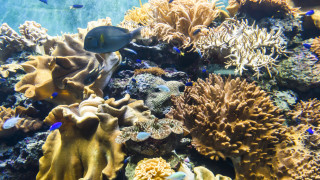 По северното крайбрежие на Тайван се простира коралов риф на