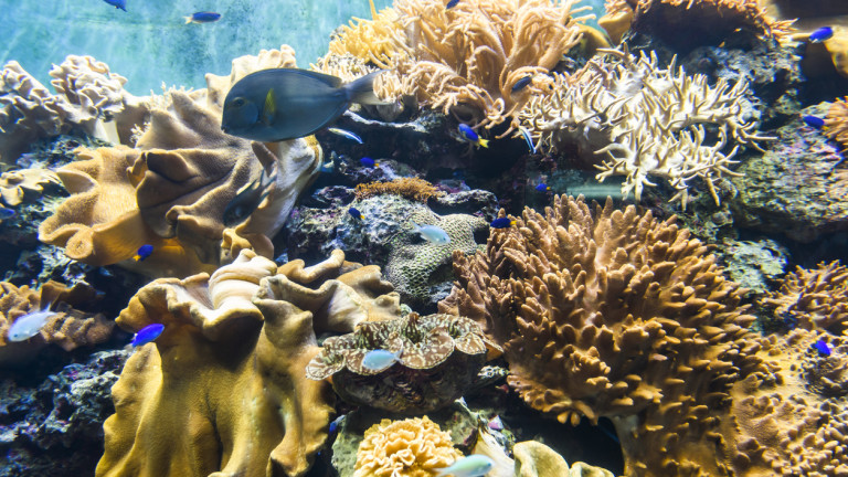 Енергийният проект за $2 милиарда, застрашаващ да унищожи коралов риф на 7000 години