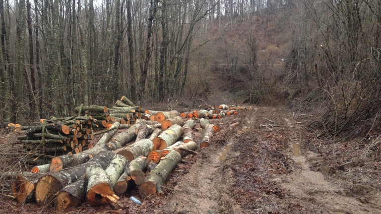 Бракониери изсекли 265 куб. м. дървесина край Говедарци