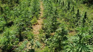 Разбиха най голямата наркоплантация за марихуана намирана досега в Смолян съобщава