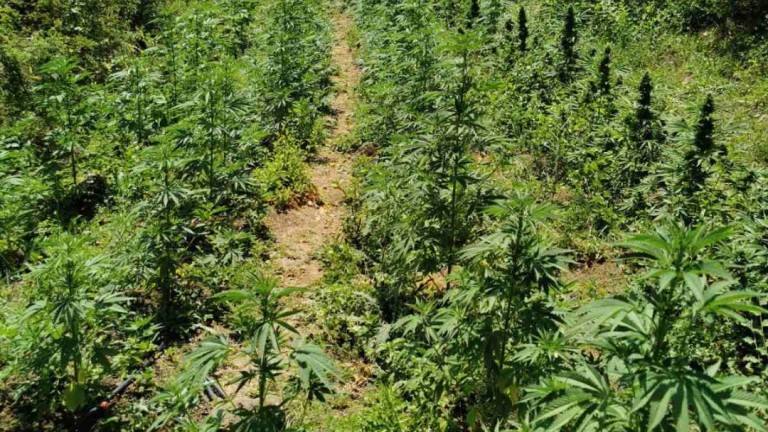 Разбиха най-голямата наркоплантация за марихуана, намирана досега в Смолян, съобщава