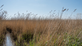 През изминалите два дни са изгорели 30 декара тръстика в