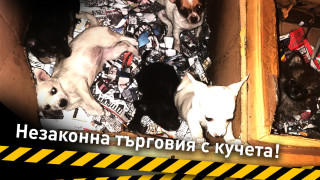 Всеки ден в България се предлагат стотици кученца развъждани и