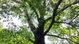 МОСВ обяви за защитени девет вековни дървета 