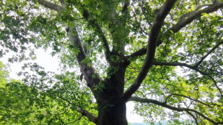 МОСВ обяви за защитени девет вековни дървета 