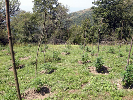 Дилъри масово садят канабис в държавен горски фонд в Благоевградско 