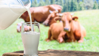 Дебатът за ползите от пиене на прясно мляко продължава и