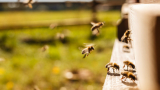  Протестиращи пчелари се оповестиха срещу пестицидите 