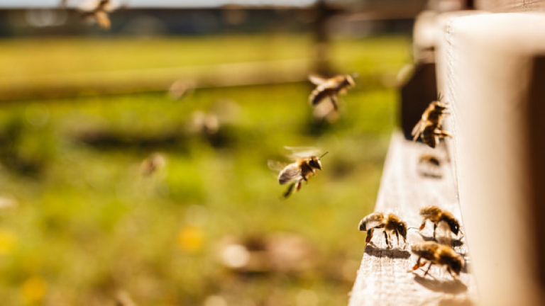 ЕС забрани инсектициди, които убиват пчелите