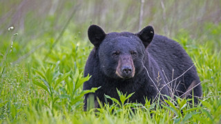 Патрулка катастрофира в Калифорния заради паднала отгоре й мечка