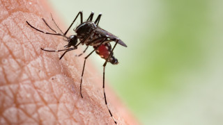 МВнР предупреждава за висок риск от денга в Аржентина 