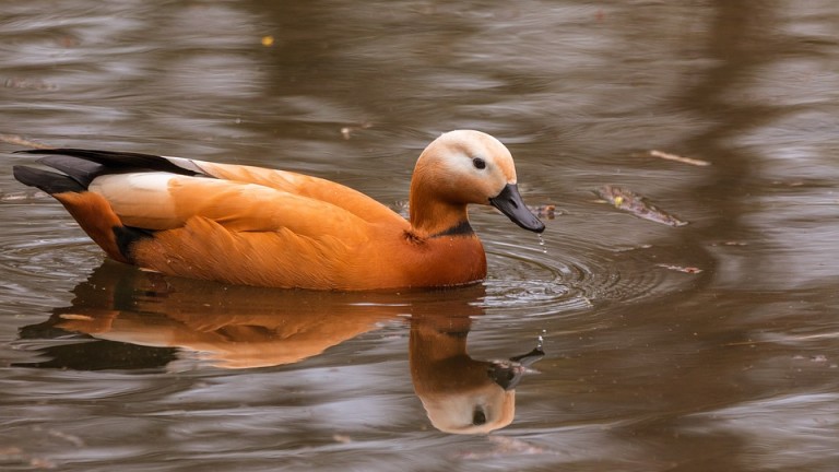 Освободиха 20 птици от защитен вид край Тутракан