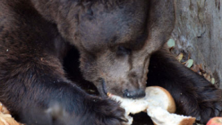 Мечките в софийския зоопарк все още не са заспали зимен сън
