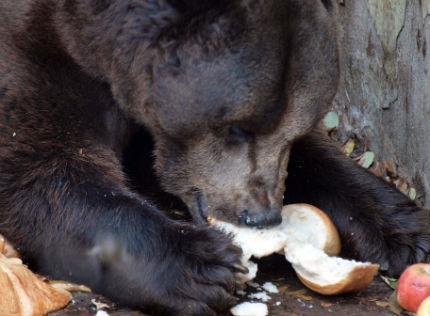 Смелчага се сби с мечка във варшавския зоопарк и избяга 