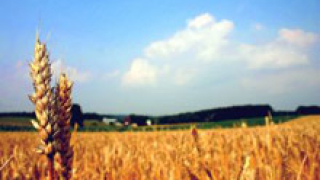 Зърнопроизводители блокират София, ако не получат компенсации