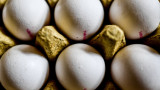  Яйцата от заболели от птичи грип кокошки не са рискови 