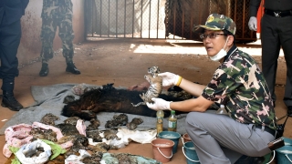 40 мъртви тигърчета бяха открити във фризер в будистки храм в Тайланд