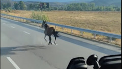 Кон галопира по АМ "Струма"