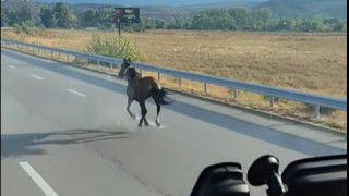 Кон галопира по АМ "Струма"