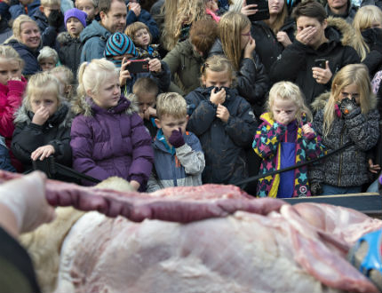 В Дания направиха публична дисекция на лъв пред очите на деца