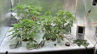 Разкриха две наркооранжерии в Костинброд и Пирдоп Разследването по първия случай