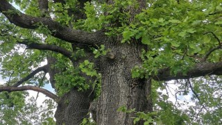 Огромен клон падна върху мъж до стълбите под Офицерския плаж