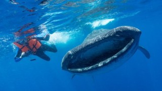 Учени призовават за изследване на въздействието на микропластмасите върху китовете