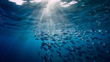  Риба звук, популацията на типа и какво се случва с нея 